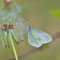Großräschen, brandenburg 10.05.2014, Leptidae sinapis-reali