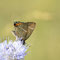 Kienbaum, Brandenburg 23.06.2913, Satyrium w-album