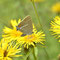 Rüdigsdorfer Schweiz ,Thüringen 05.07.2014, Satyrium spini