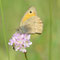 Bluno, Sachsen 20.08.2011, Hyponephele lycaon