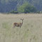 Darß, MV 25.05.2014, Rothirsch