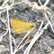 Sattelkopf, Thüringen 05.07.2014, Thymelicus acteon