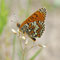 Kienbaum, Brandenburg 06.06.2010, Melitaea  cinxia