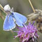 Henfstädt, Thüringen 31.05.2014, Polyommatus bellargus