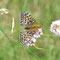 Kienbaum , Brandenburg 08.07.2012, Argynnis aglaja, weiblich