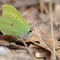 Wernsdorf, Brandenburg 13.03.2011, Gonepteryx rhamni