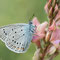 Geba, Thüringen 01.06.2014, Polyommatus amandus