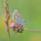 Geba, Thüringen 01.06.2014, Polyommatus thersites
