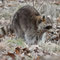 Spreeau, Brandenburg 06.04.2013, Waschbär