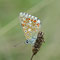 Oberbergen, B-W 20.08.2013, Polyommatus coridon