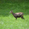 Schwarzwald, B-W 24.08.2013, Rupicapra rupicapra