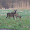 Spreeau, Brandenburg 14.04.2013, Reh