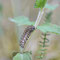 Kienbaum, Brandenburg 28.05.2012, Melitaea athalia