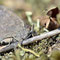 Lieberose, Brandenburg 16.08.2014, Hipparchia statilinus