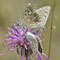 Kaiserstuhl, BW 11.07.2014, Polyommatus coridon