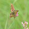 Henfstädt, Thüringen 31.05.2014, Carterocephalus palaemon