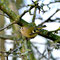 DEZEMBER 2014 / Wintergoldhähnchen (Regulus regulus)