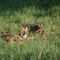 Neuendorf +Teupitz, Brandenburg 08.05.2009, Rotfuchs