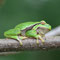 Potzlow, Brandenburg 08.10.2011, Laubfrosch