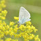 Eichstätt, Bayern 08.07.2014, Polyommatus daphnis