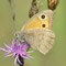 Wünsdorf, Brandenburg 23.07.2011, Hyponephele lycaon