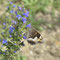 Lippen, Sachsen 15.07.2014, Hipparchia alcyone