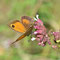 Rheinwald, B-W 22.08.2013, Pyronia tithonus