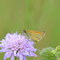 Trampe , Brandenburg 17.06.2012, Thymelicus sylvestris