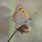 Kienbaum, Brandenburg 22.06.2008, Lycaena phlaeas