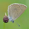 Kreis Oranienburg, Brandenburg 26.06.2011, Maculinea teleius