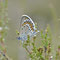 Lieberose, Brandenburg 16.08.2014, Plebejus argus