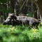 Spreeau, Brandenburg 15.05.2013, Wildschwein