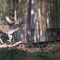 Schorfheide, Brandenburg 24.10.2015, Damhirsch 