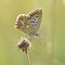 Oberbergen, B-W 20.08.2013, Polyommatus coridon
