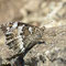 Fischbach a.d.Naab, Bayern 28.08.2013, Brintesia circe