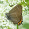 Kienbaum, Brandenburg 19.06.2011, Satyrium w-album