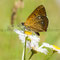 Zeitzer Forst, Thüringen 04.07.2015,  Lycaena virgaureae