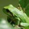 Steigerwald, Bayern 08.06.2009, Laubfrosch