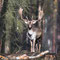 Schorfheide, Brandenburg 24.10.2015, Damhirsch 