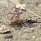 Spreewald, Brandenburg  28.06.2014,Apatura ilia