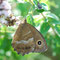Kaiserstuhl, B-W 13.08.2010, Minois dryas