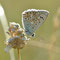 Oberbergen, B-W 20.08.2013, Polyommatus coridon