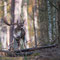 Schorfheide, Brandenburg 24.10.2015, Damhirsch 