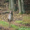 Blumberger Mühle, Brandenburg 23.10.2016, Damhirsch