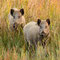 Darß, M-V 25.09.2016, Wildschwein