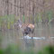 Niederspree, Sachsen 19.04.2014, Rothirsch