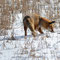 Braunsberg, Brandenburg 17.03.2013, Rotfuchs