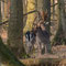 Damhirsch, Land Brandenburg Februar 2017