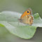 Lippen, Sachsen 15.07.2014, Pyronia tithonus