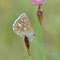 Fischbach a.d.Naab, Bayern 02.06.2011, Polyommatus bellargus